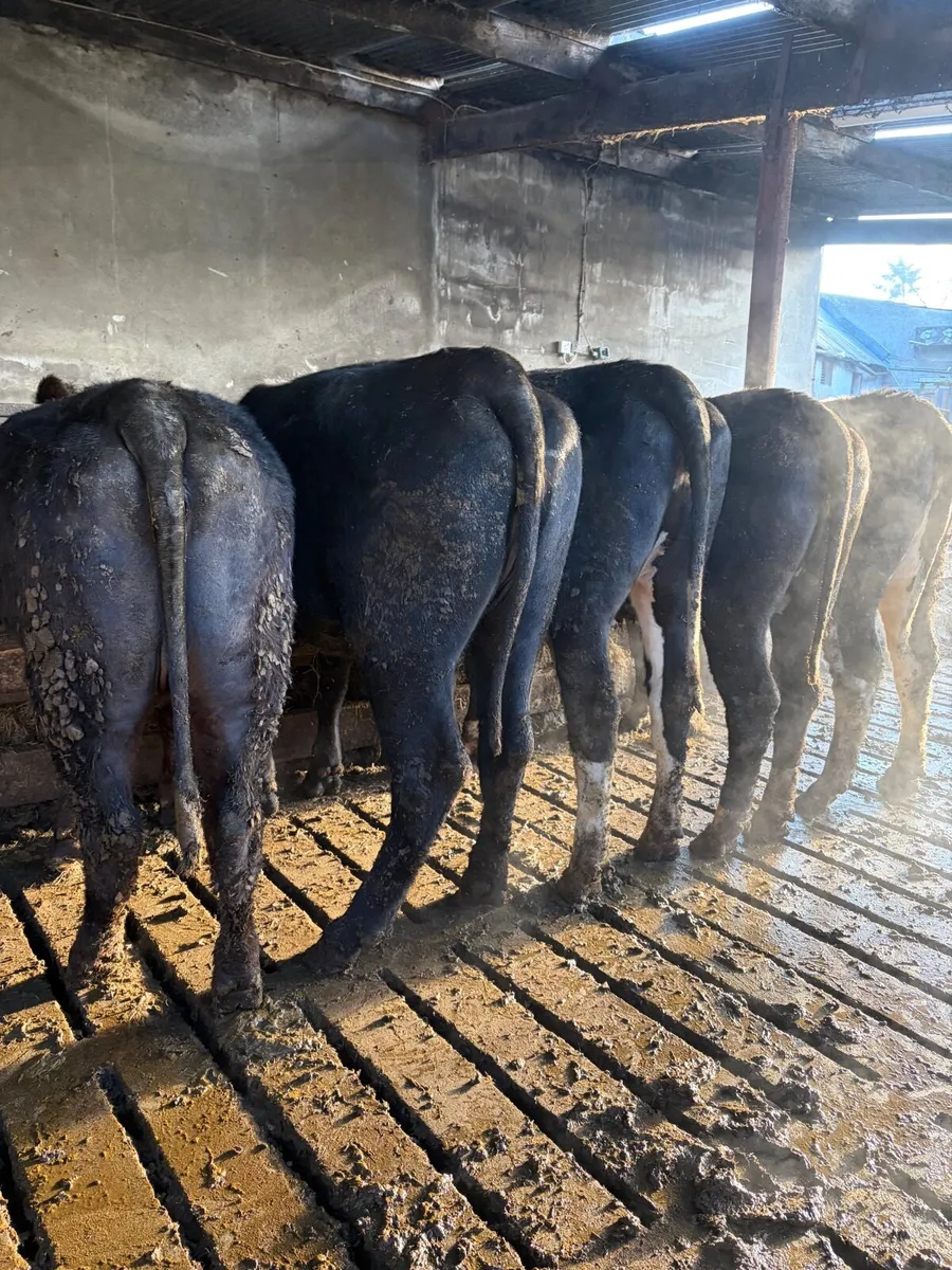 Store heifers - Image 1