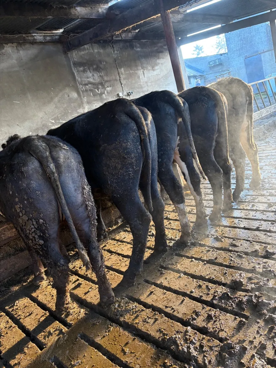 Store heifers - Image 2