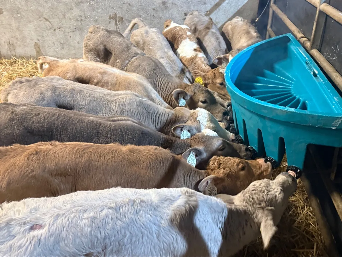 10 SUPER CHARLAOIS HEIFERS ( 6 WEEKS ) - Image 3