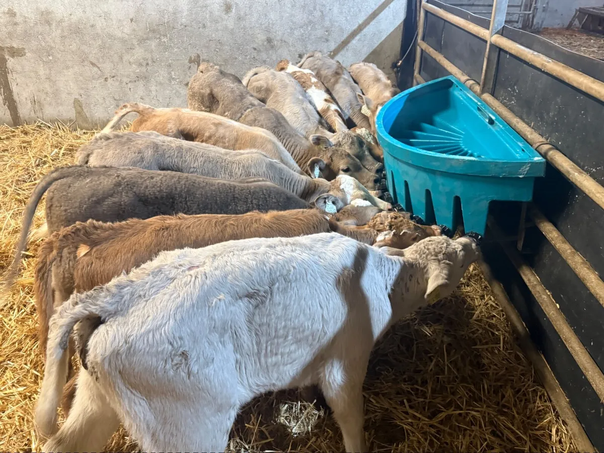 10 SUPER CHARLAOIS HEIFERS ( 6 WEEKS ) - Image 2