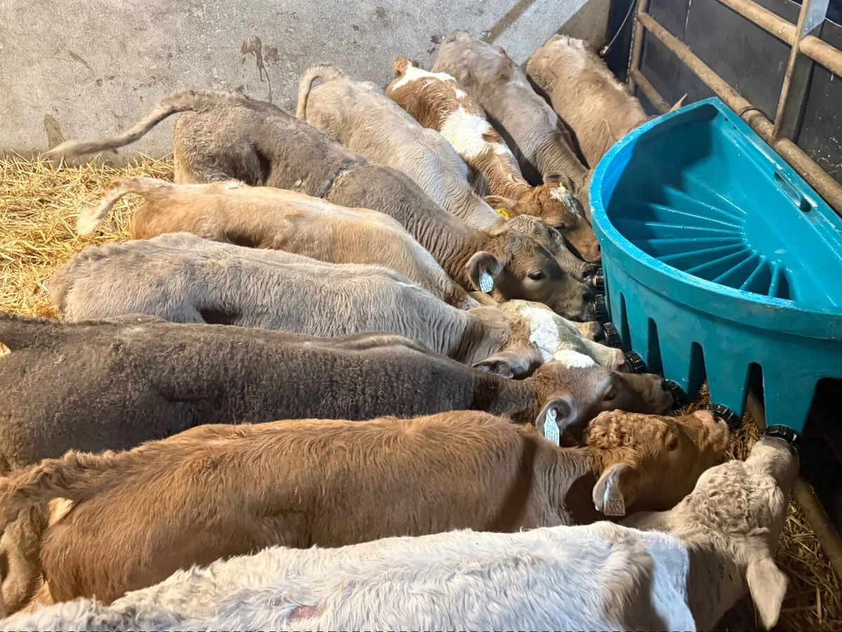 10 SUPER CHARLAOIS HEIFERS ( 6 WEEKS ) - Image 4