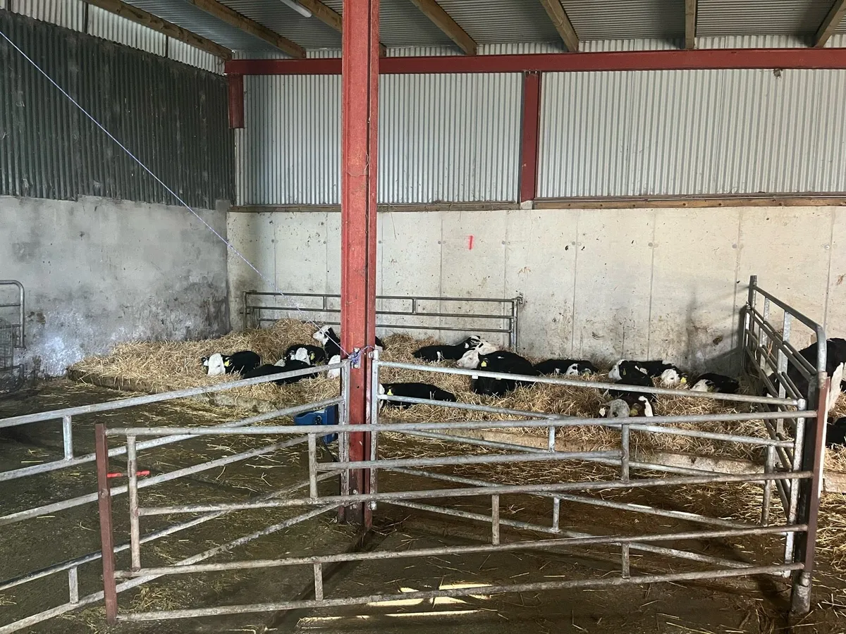 Hereford calves - Image 1