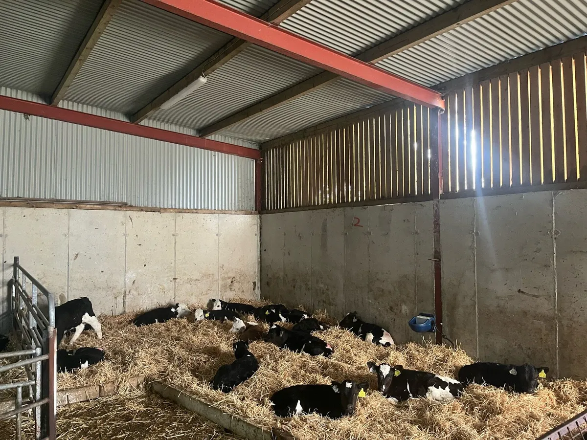 Hereford calves - Image 2