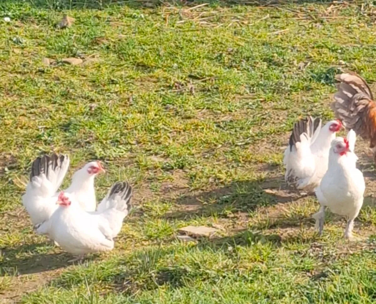 Japanese bantans
