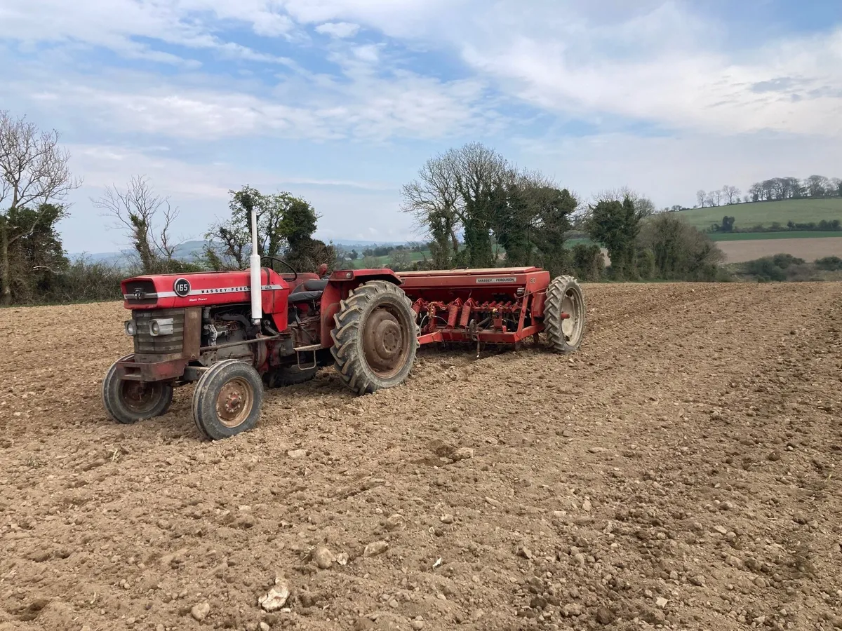 Massey Ferguson Corn Drill - Image 2