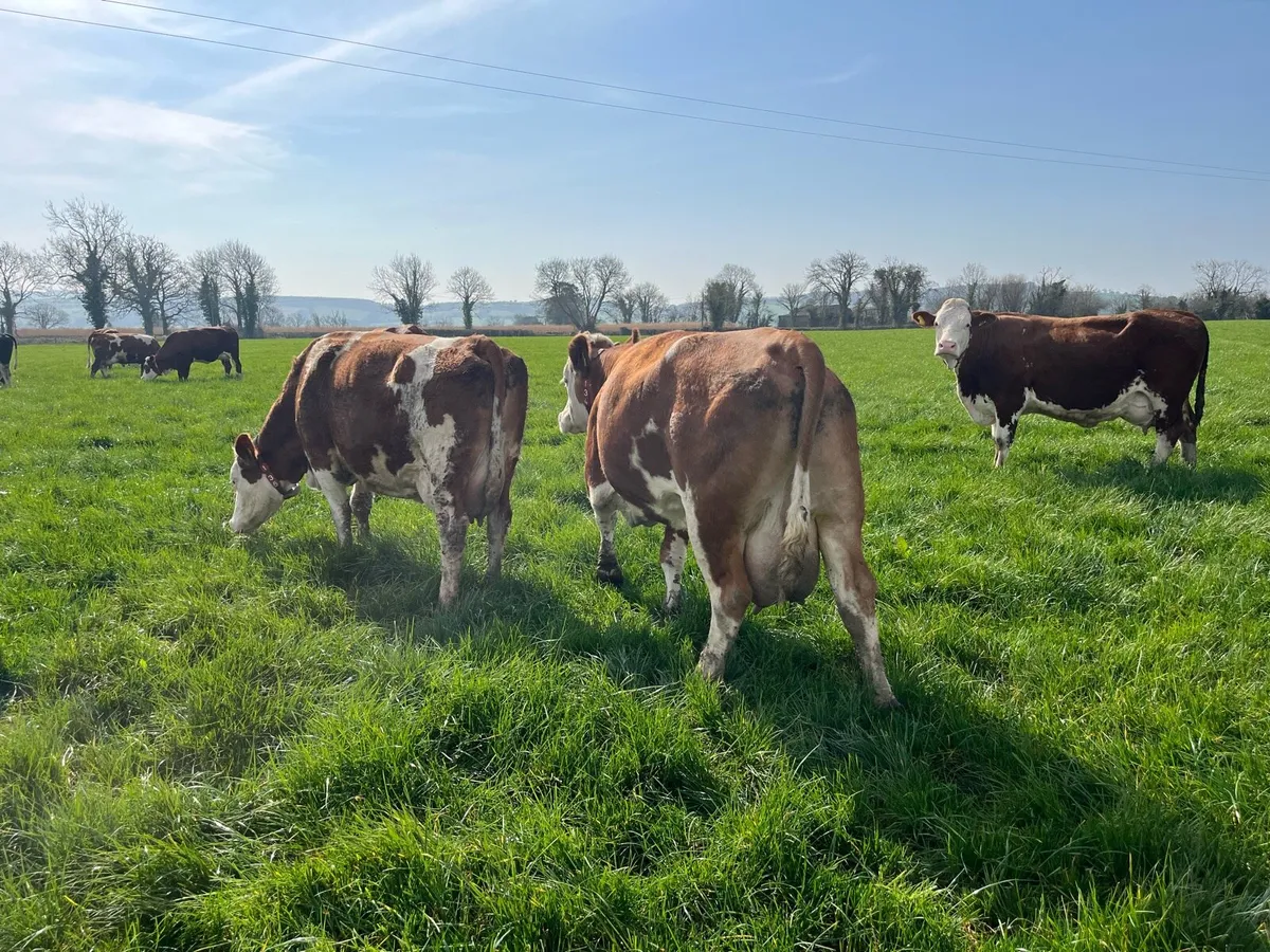 Fleckvieh Cow - Image 3