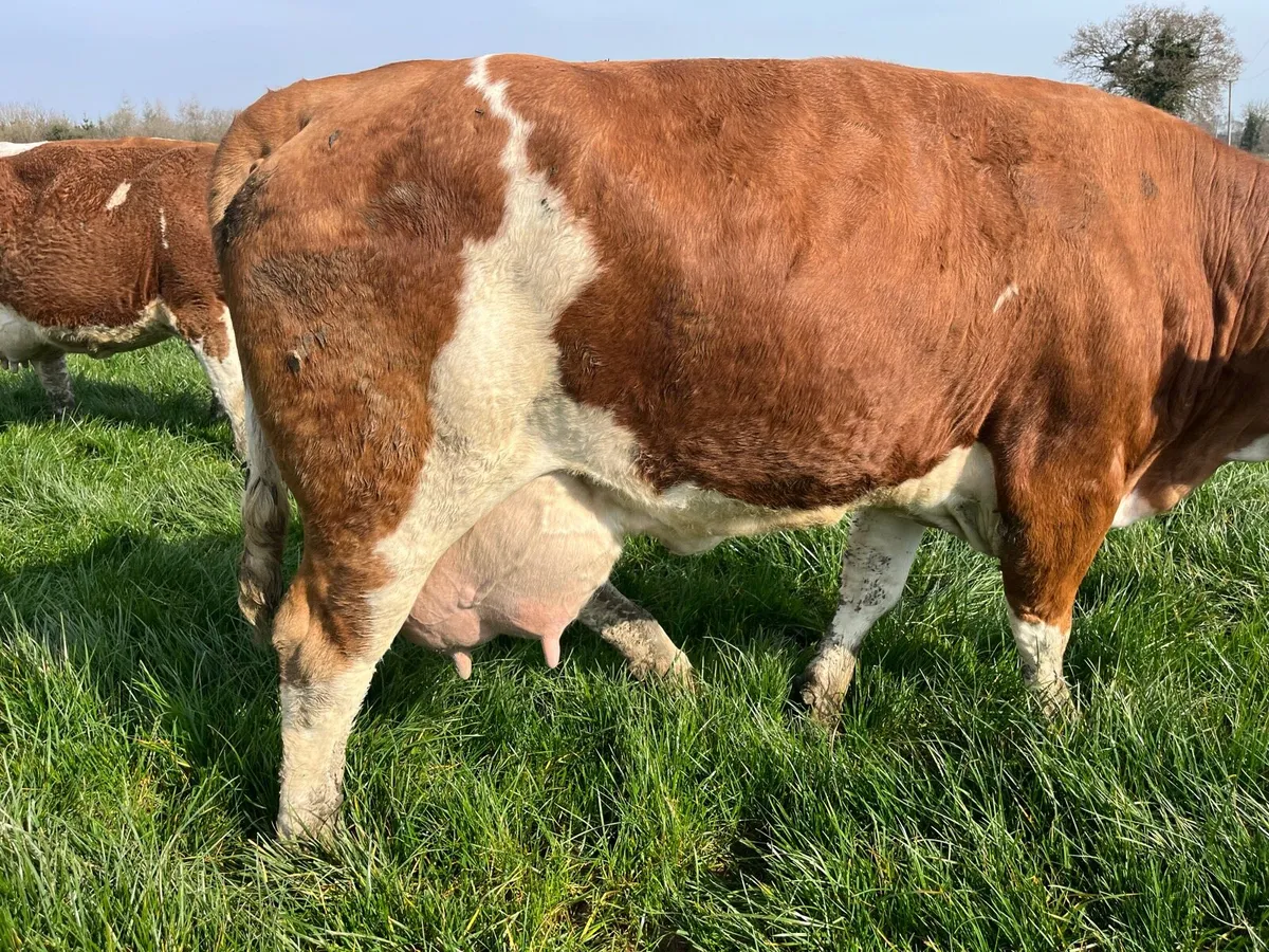 Fleckvieh Cow - Image 4