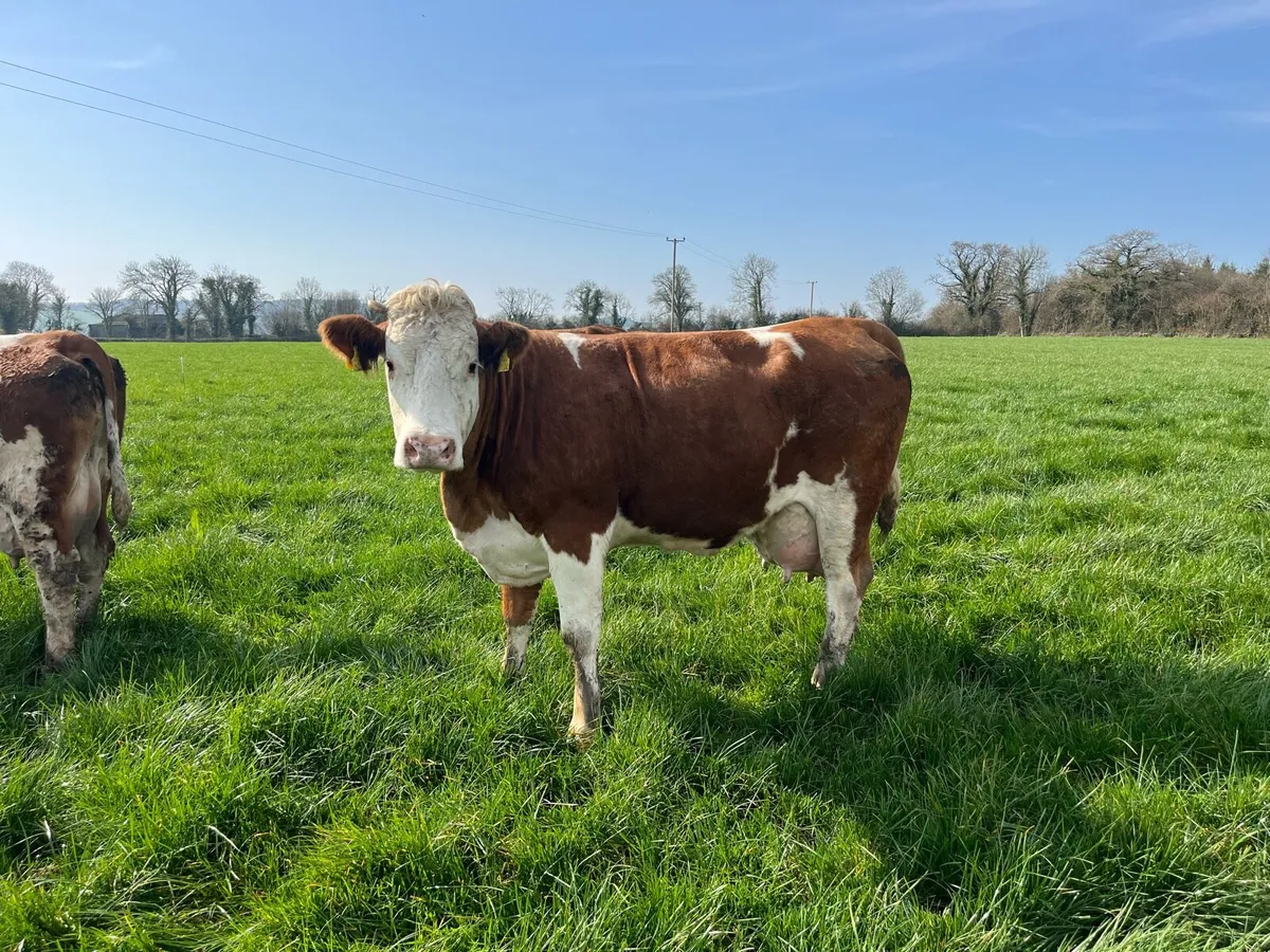 Fleckvieh Cow - Image 1