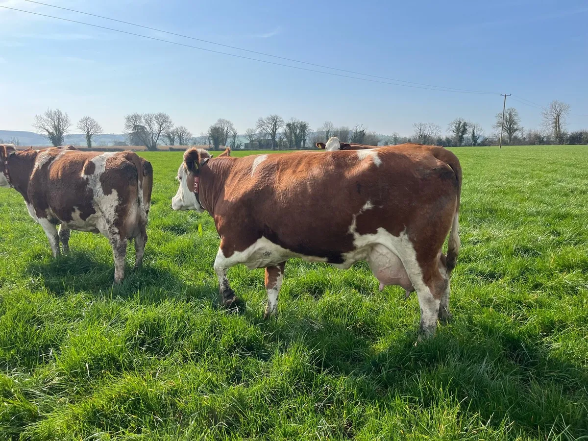 Fleckvieh Cow - Image 2