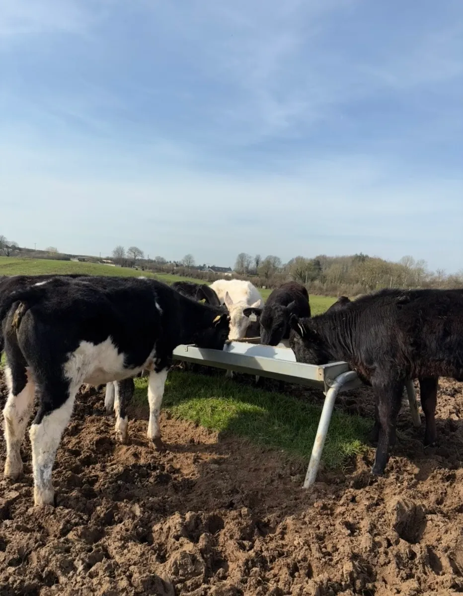 10 smashing outlying Weanling heifers for sale🔥 - Image 1