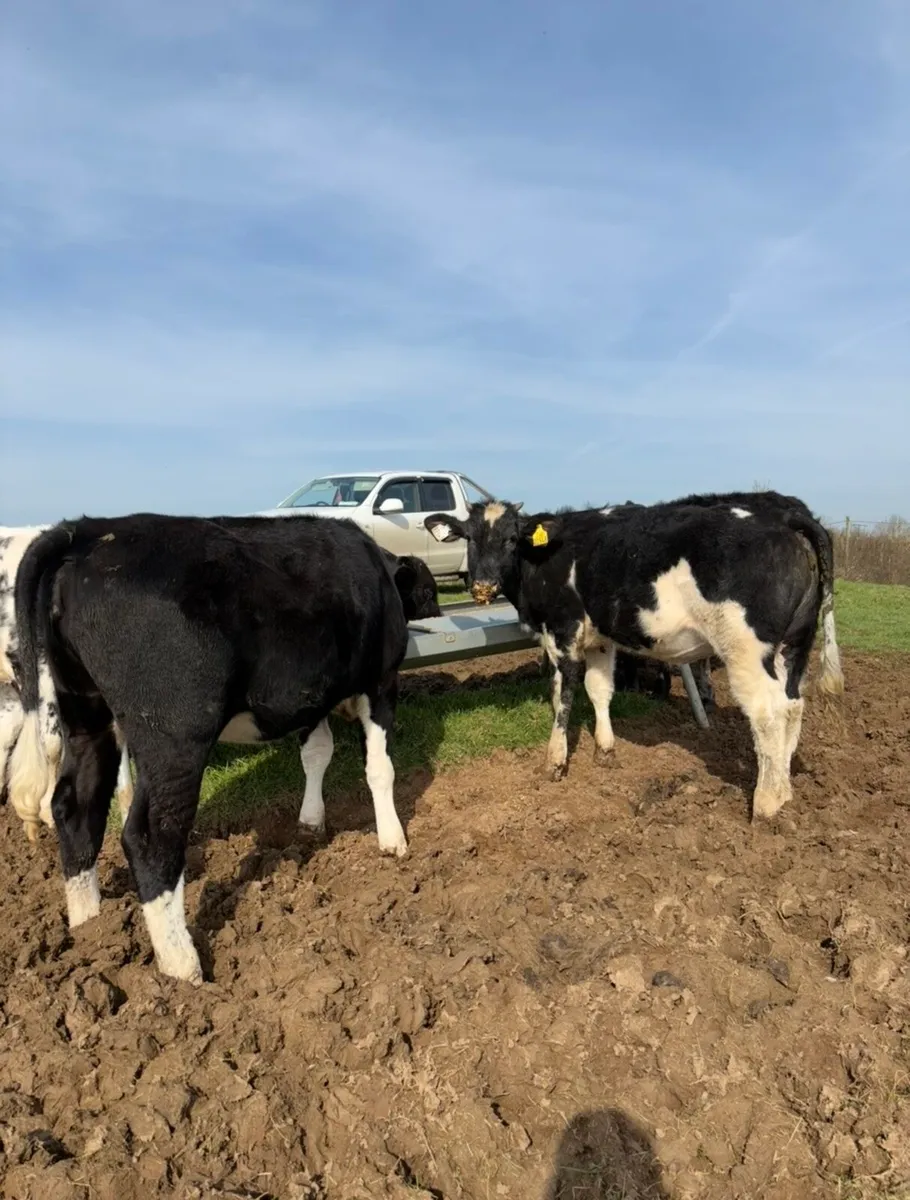 10 smashing outlying Weanling heifers for sale🔥 - Image 2