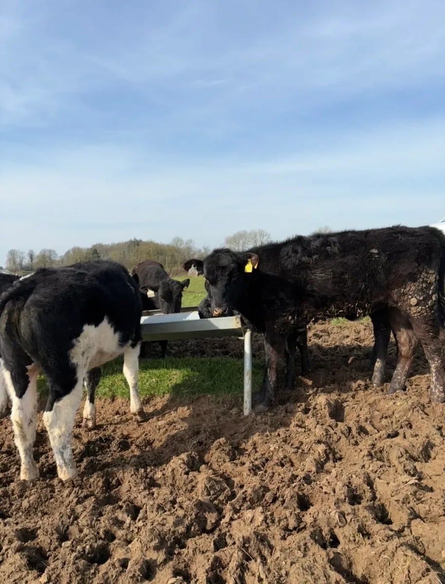 10 smashing outlying Weanling heifers for sale🔥 - Image 3