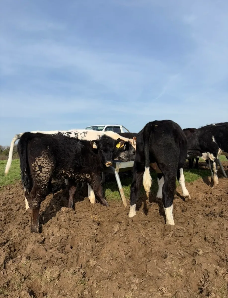 10 smashing outlying Weanling heifers for sale🔥 - Image 4