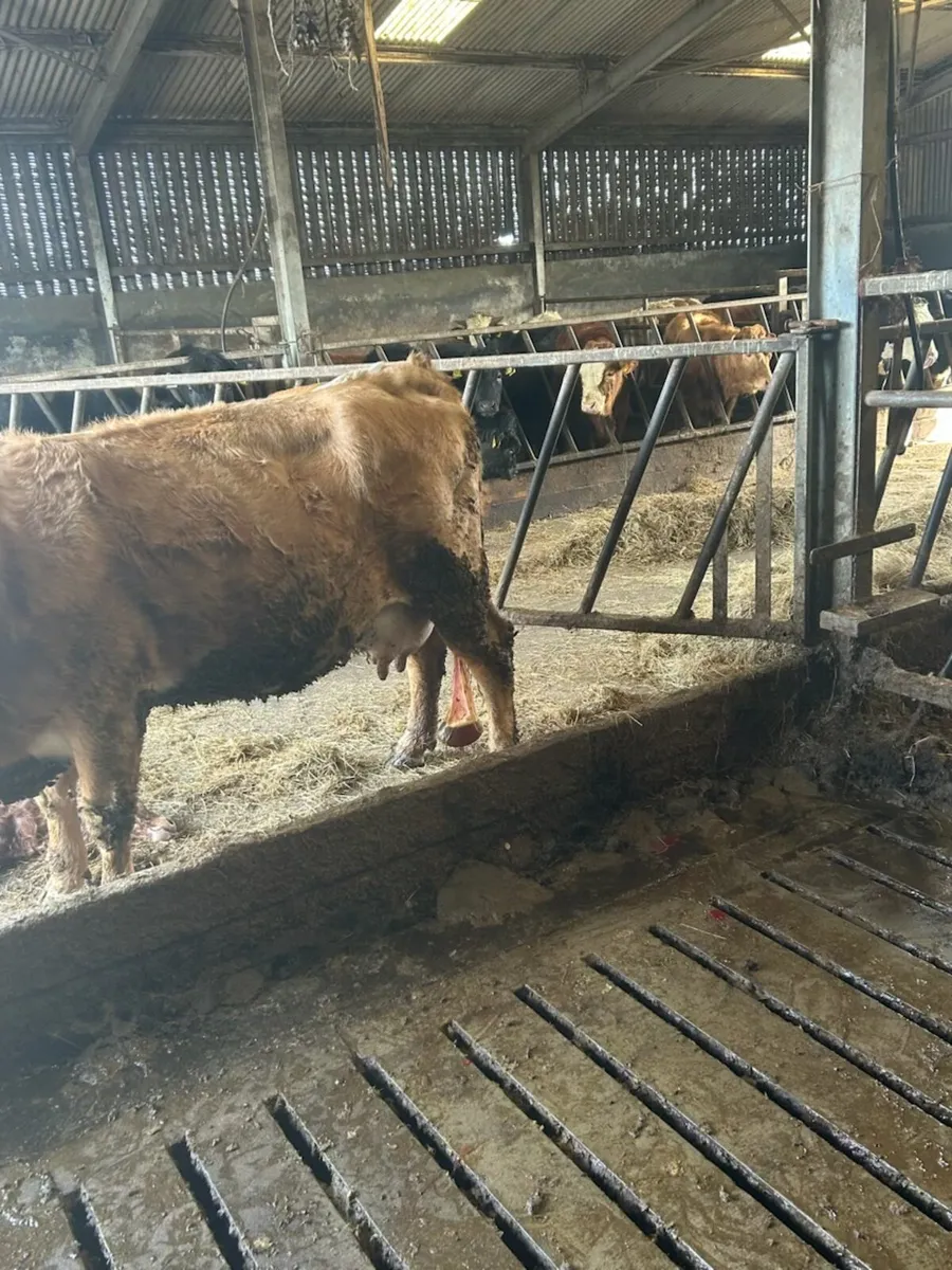 Foster Cow - Image 1