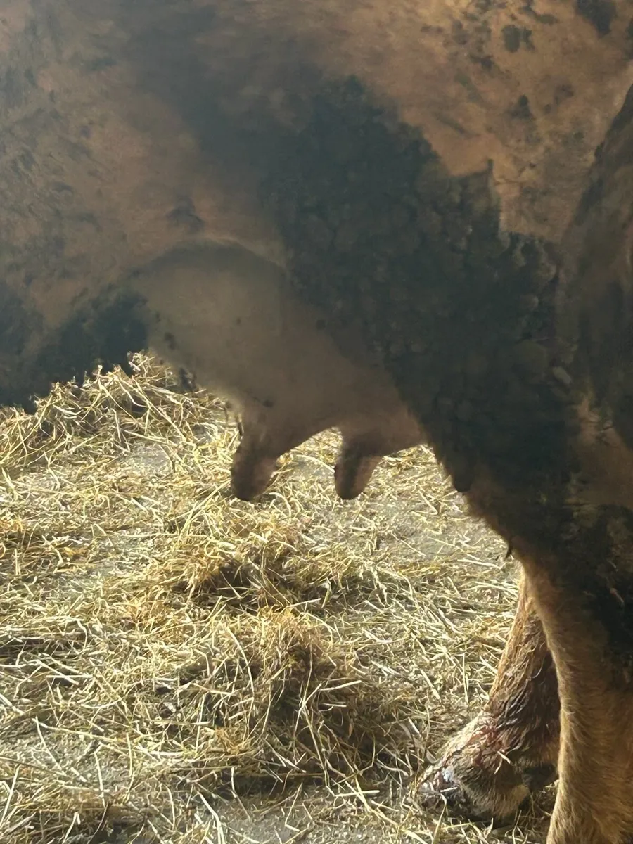 Foster Cow - Image 2