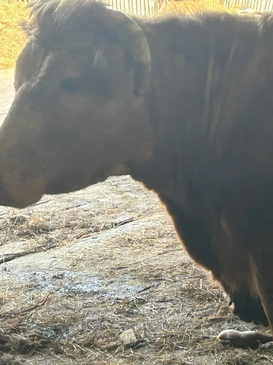 Foster Cow - Image 3