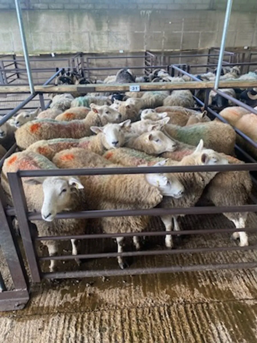Fleshed lambs - Image 1
