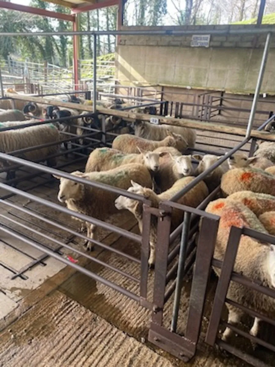 Fleshed lambs - Image 2