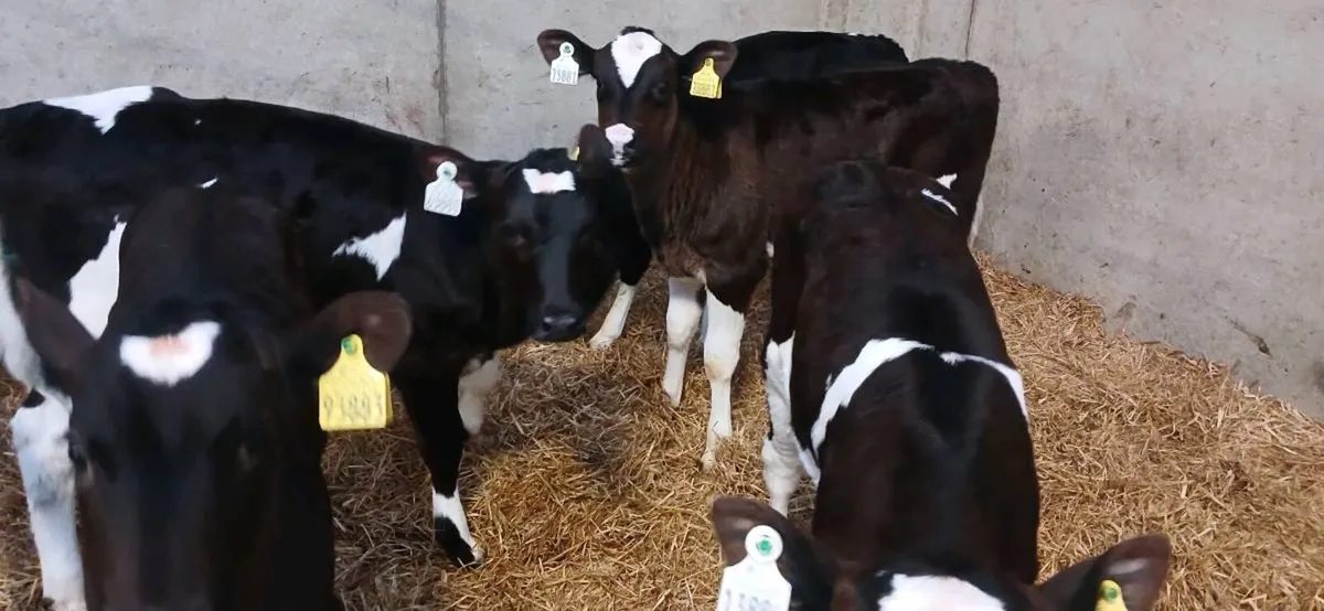 FR heifer calves for sale - Image 1