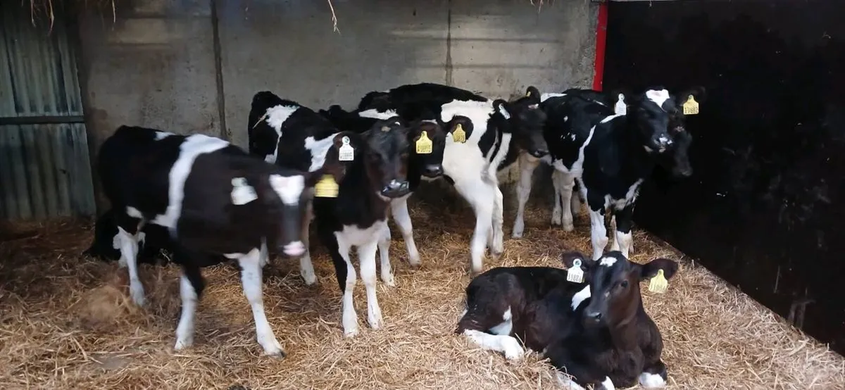 FR heifer calves for sale - Image 2
