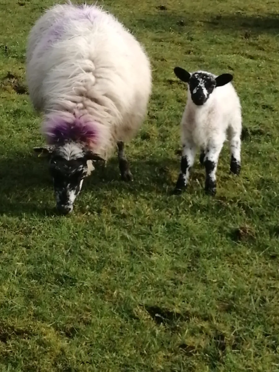 Two ewes with single lambs - Image 1
