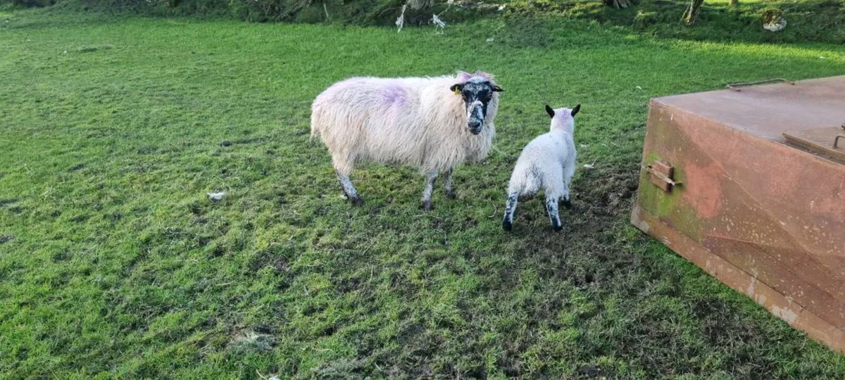 Two ewes with single lambs - Image 2