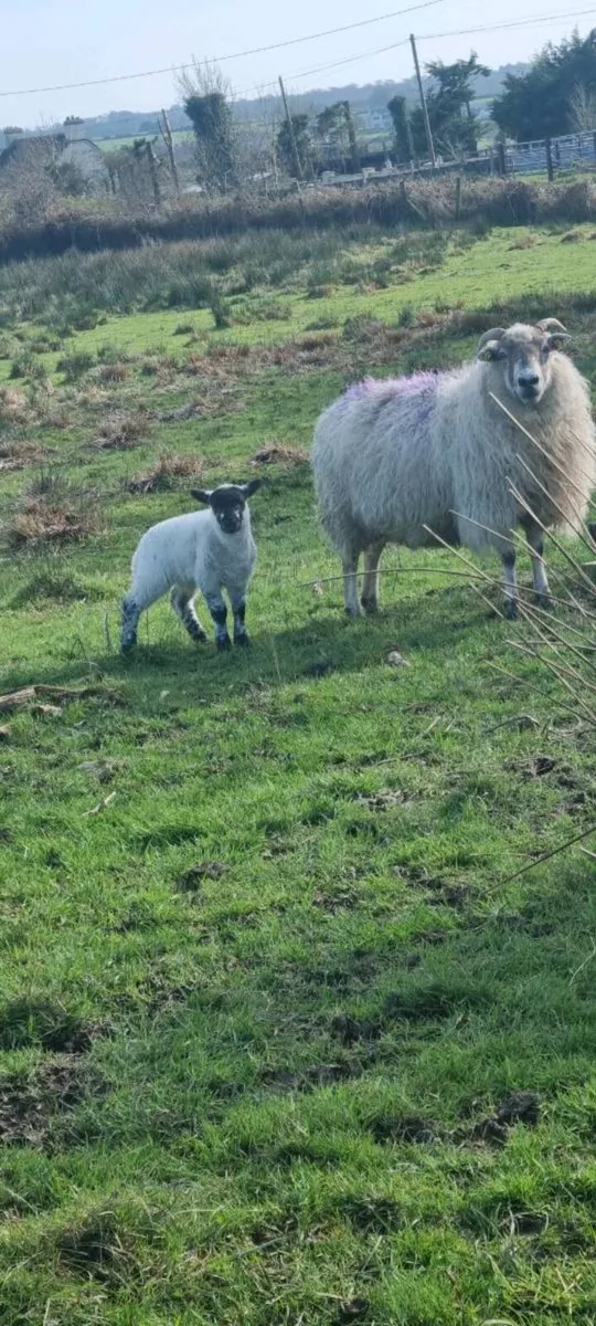 Two ewes with single lambs - Image 3