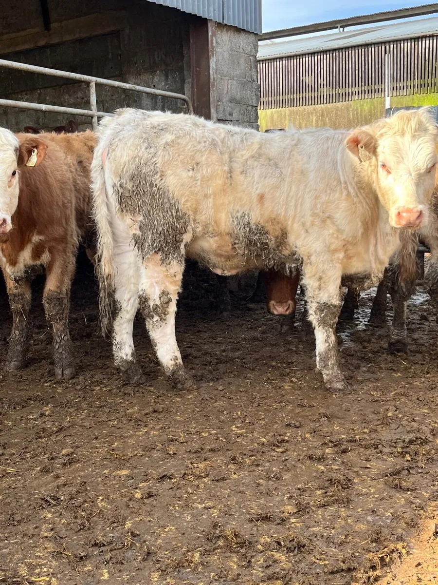 🔥20 super 420 kilo heifers 🔥 - Image 2