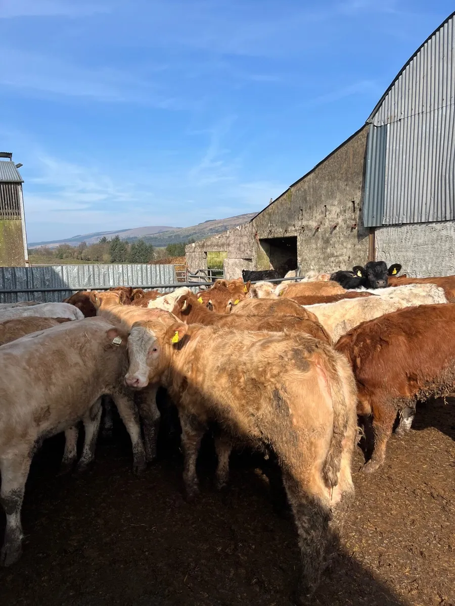 🔥20 super 420 kilo heifers 🔥 - Image 3