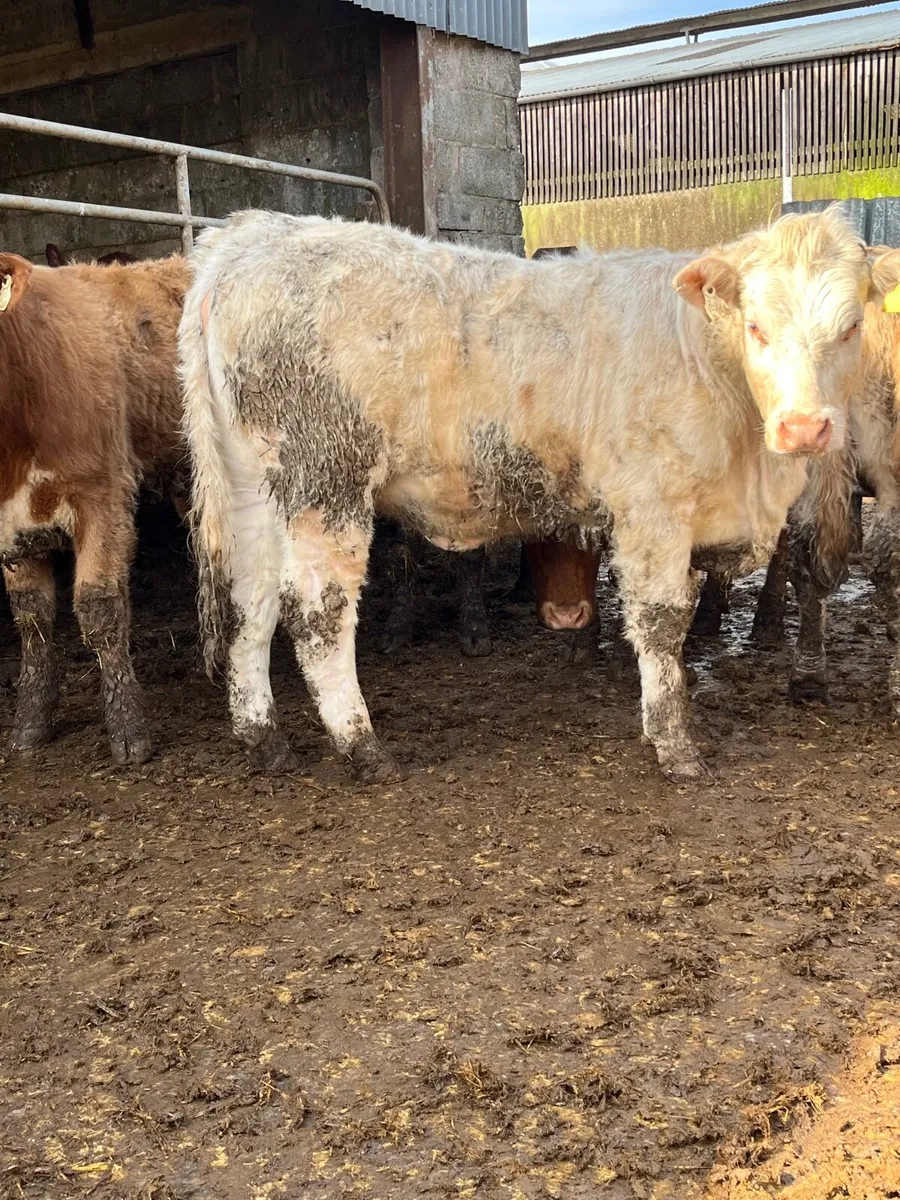 🔥20 super 420 kilo heifers 🔥 - Image 1