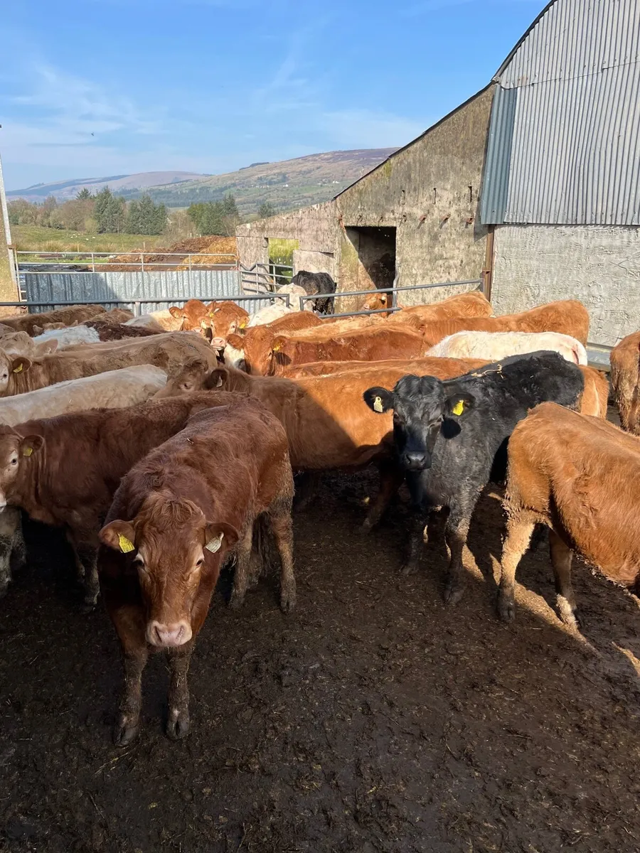 🔥20 super 420 kilo heifers 🔥 - Image 4