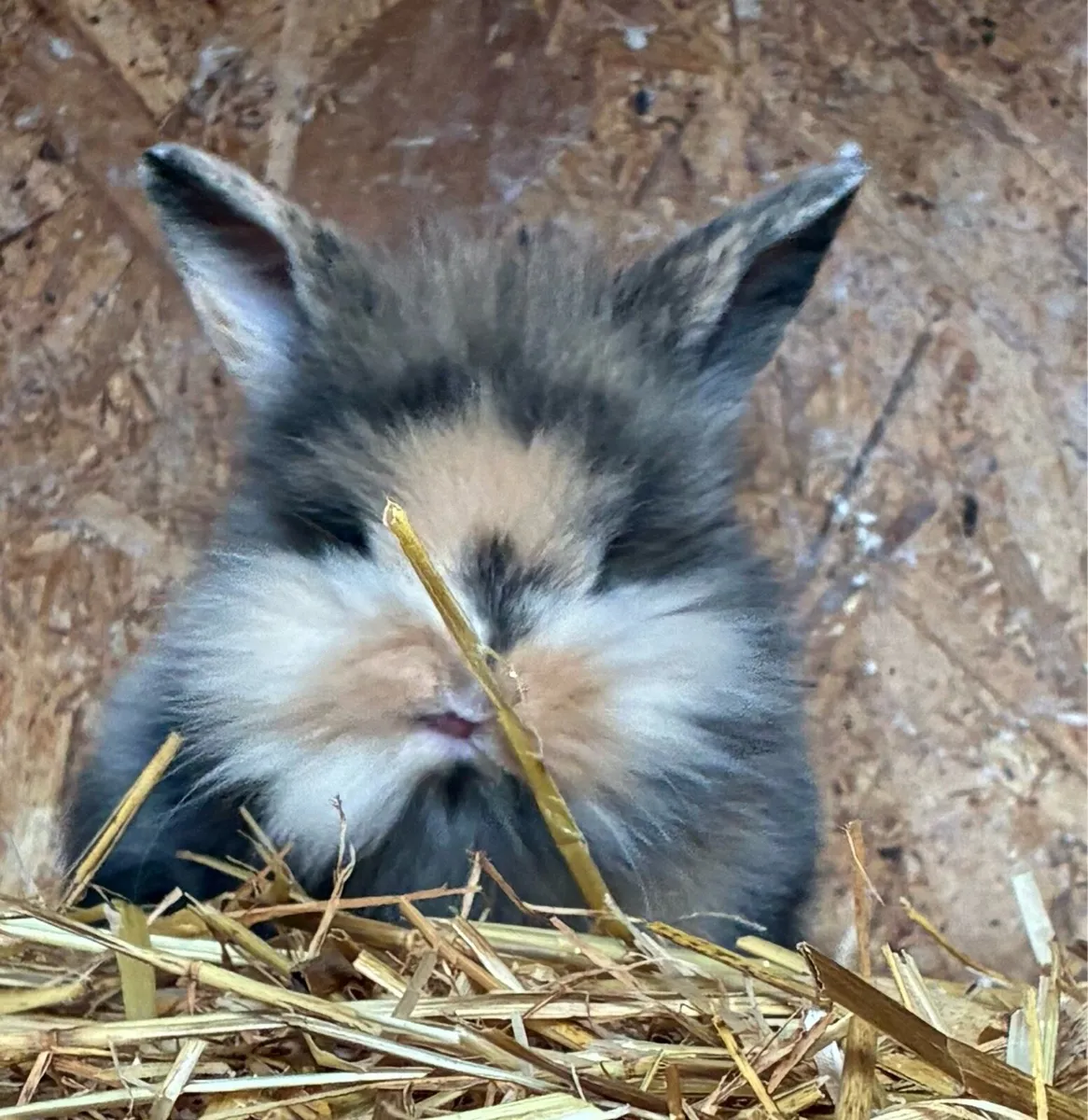Baby rabbits - Image 1
