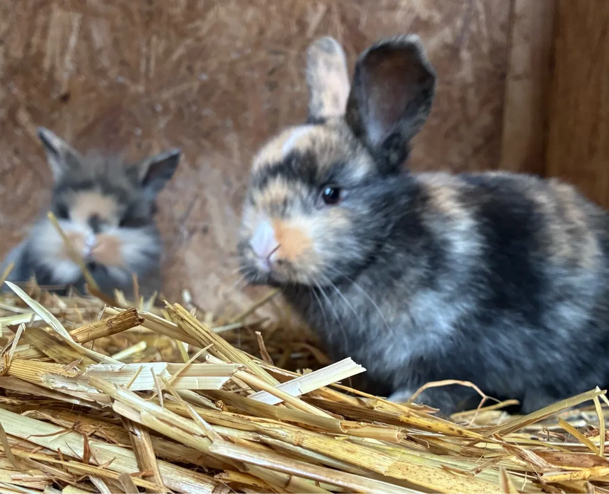 Baby rabbits - Image 3