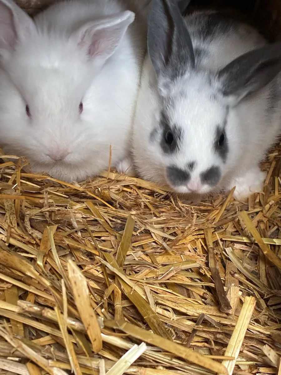 Baby rabbits - Image 2