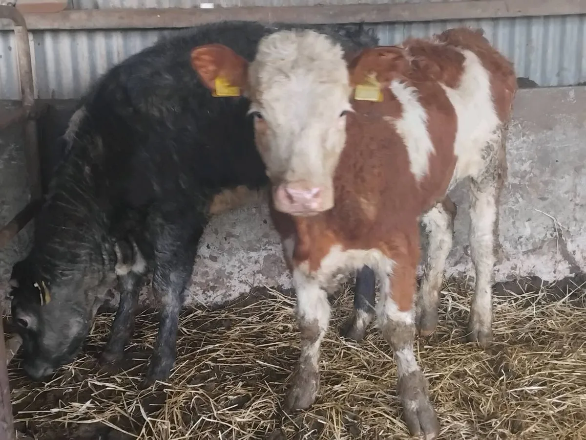 2 Coloured Weanling Heifers - Image 2