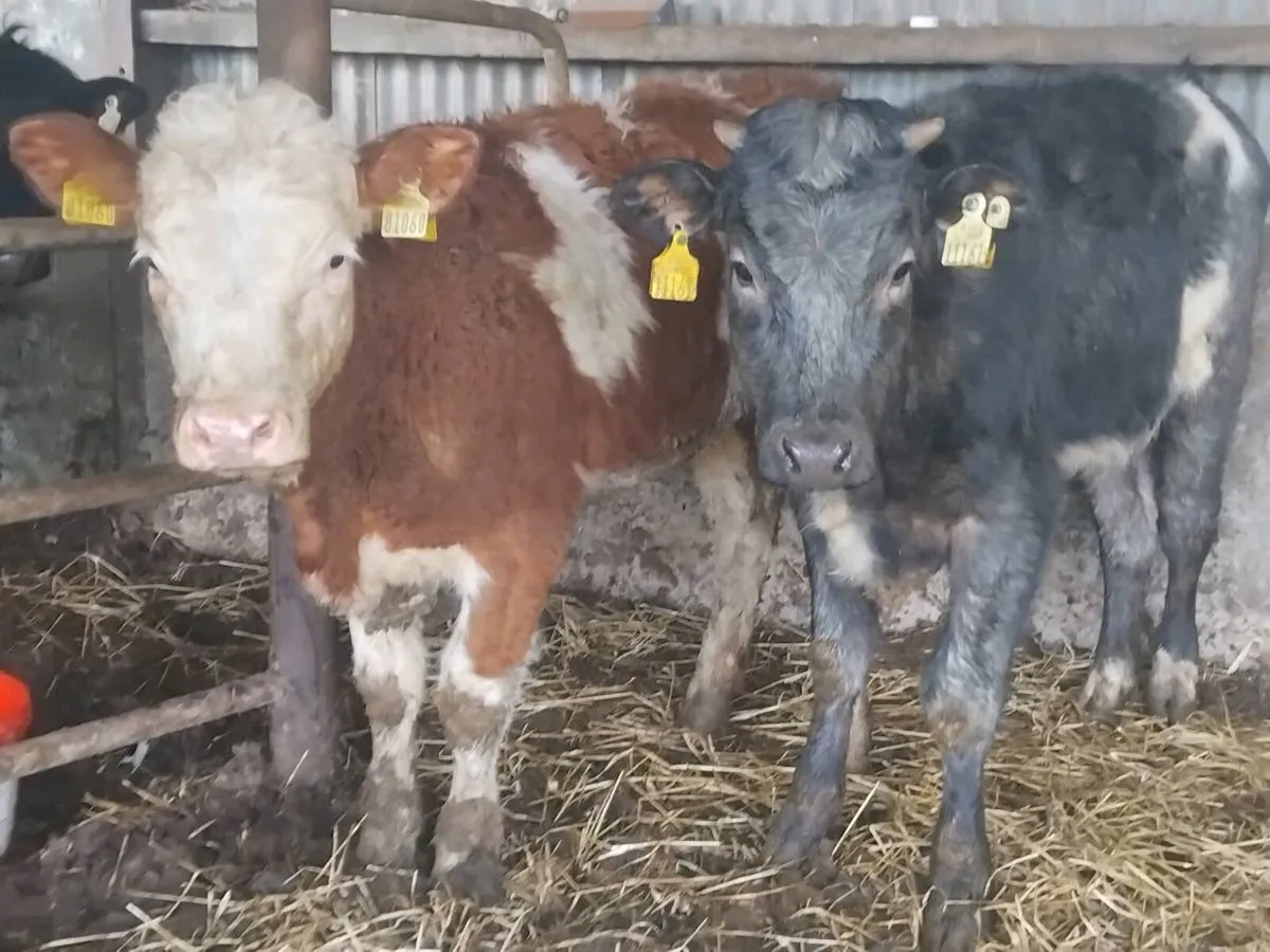 2 Coloured Weanling Heifers - Image 1
