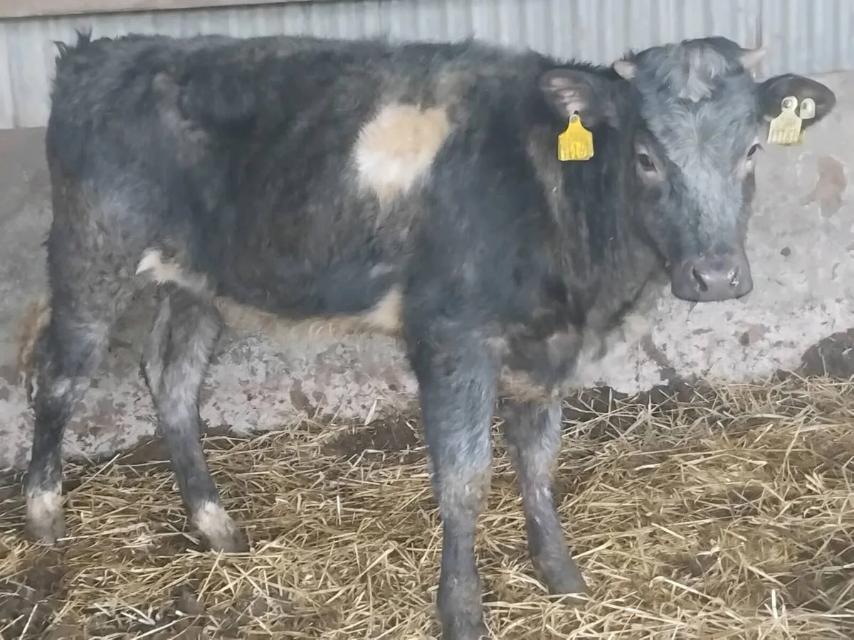 2 Coloured Weanling Heifers - Image 4