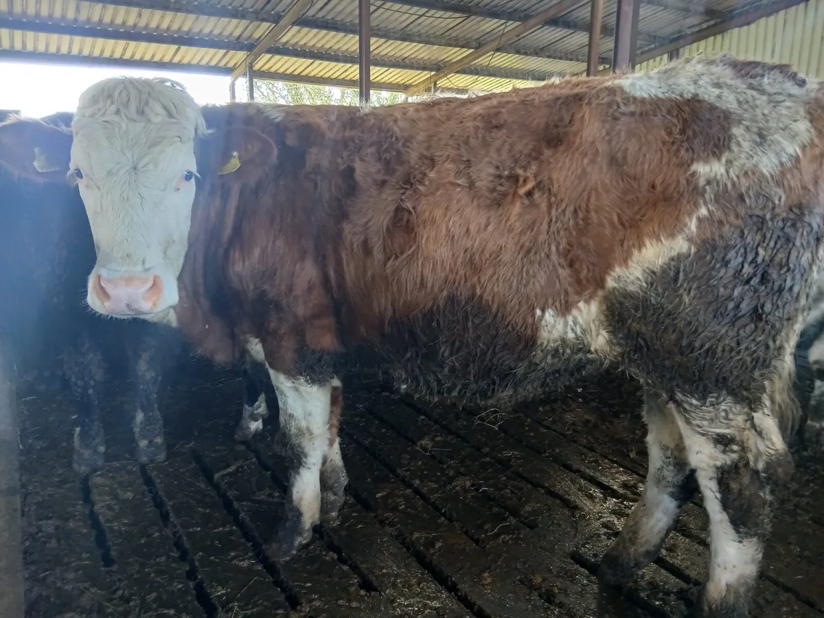 AA, HR, BB bullocks - Image 1