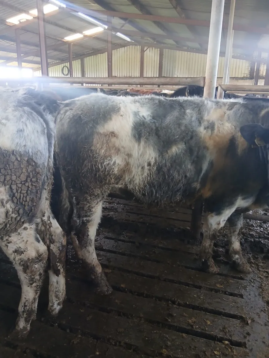 AA, HR, BB bullocks - Image 2