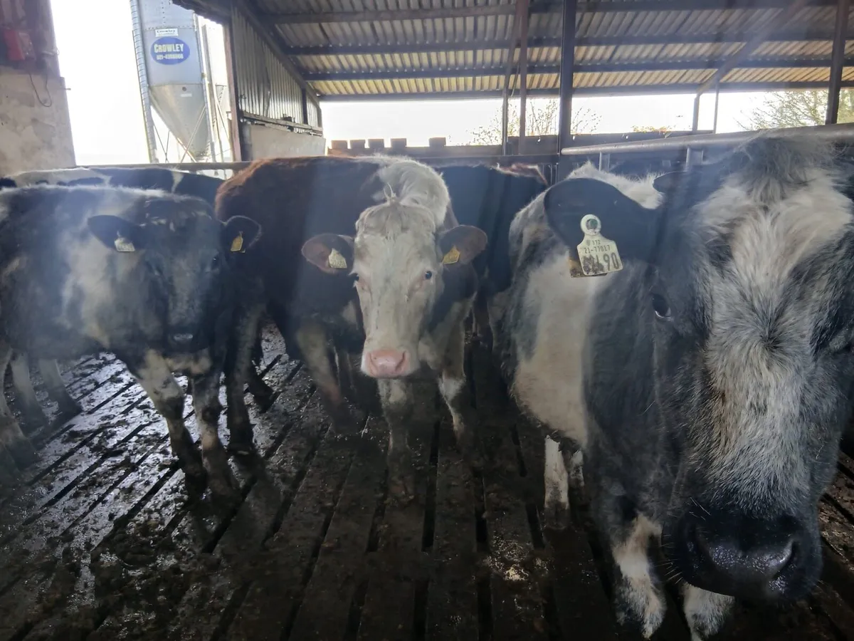 AA, HR, BB bullocks - Image 3