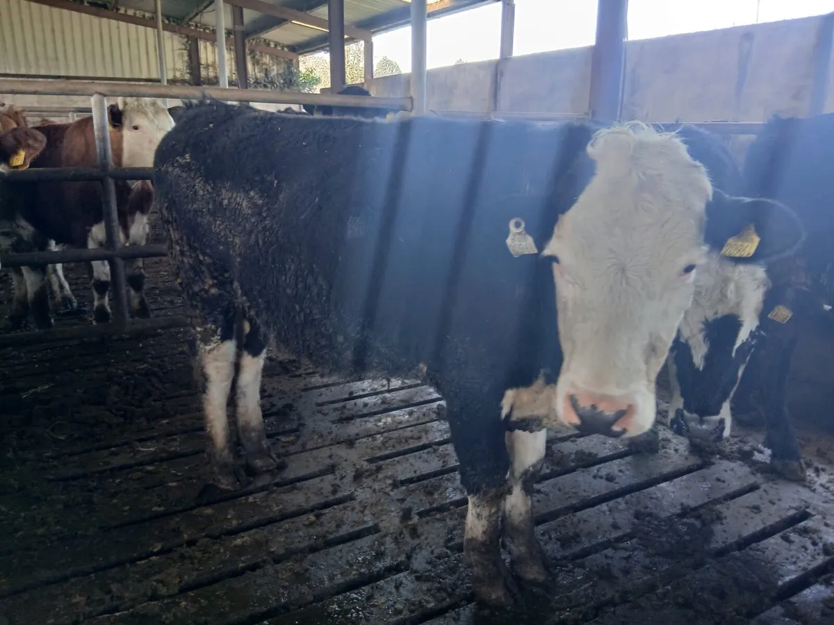 AA, HR, BB bullocks - Image 4