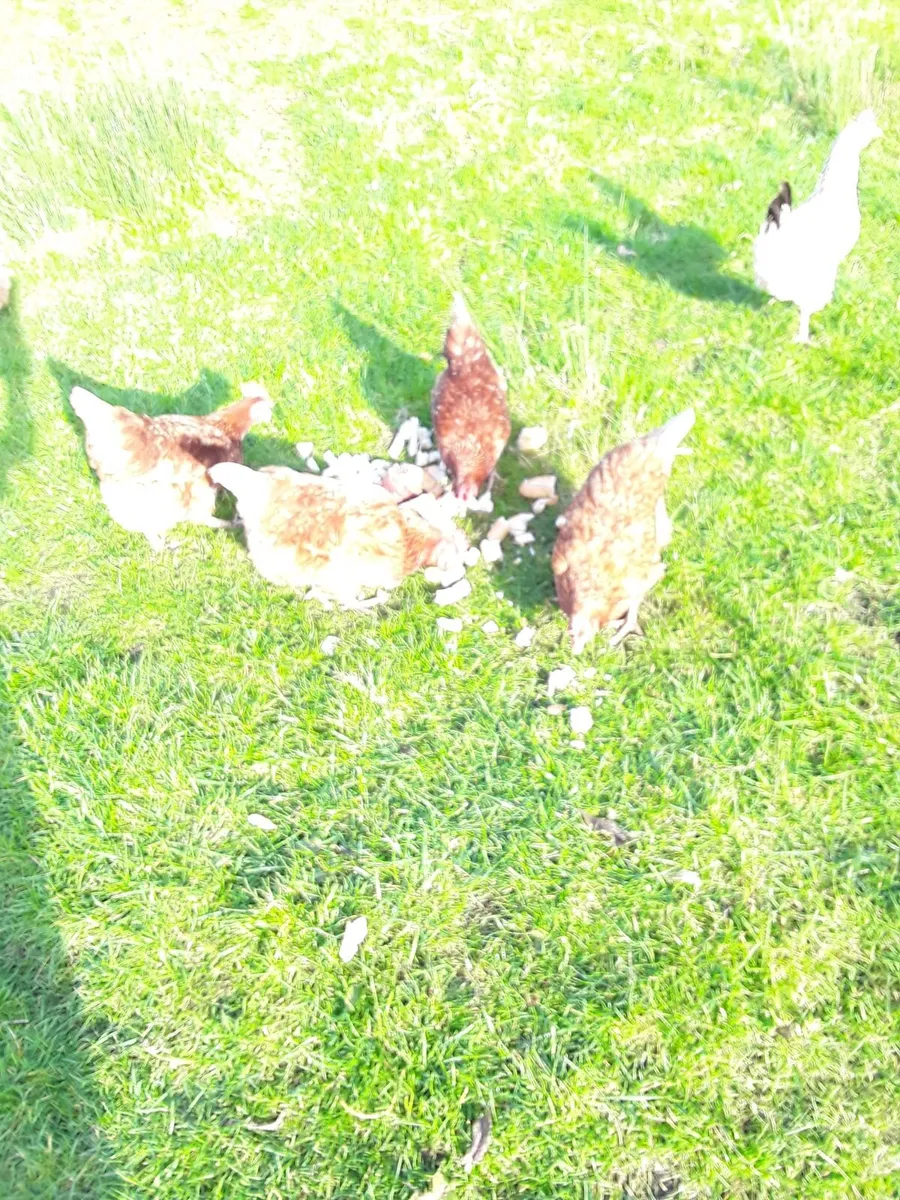 Hens - Image 1