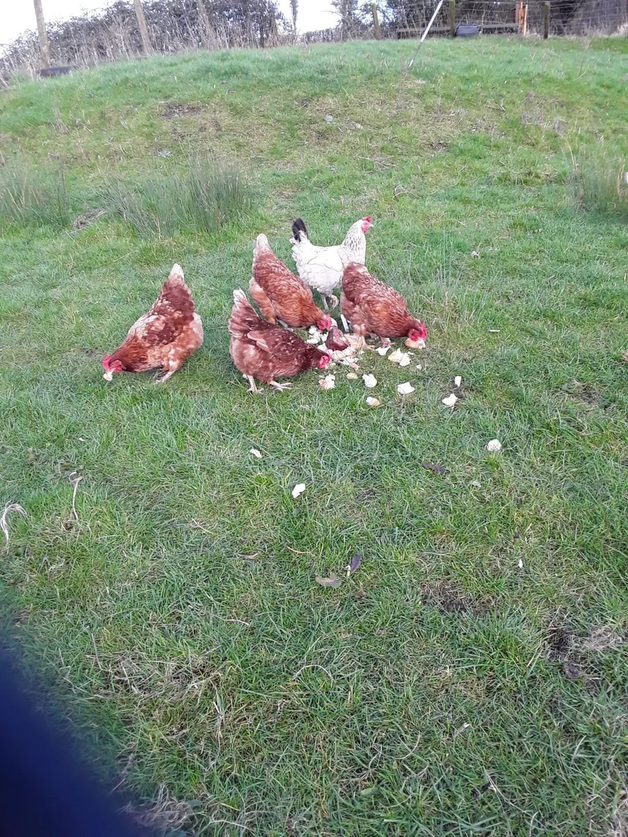 Hens - Image 2
