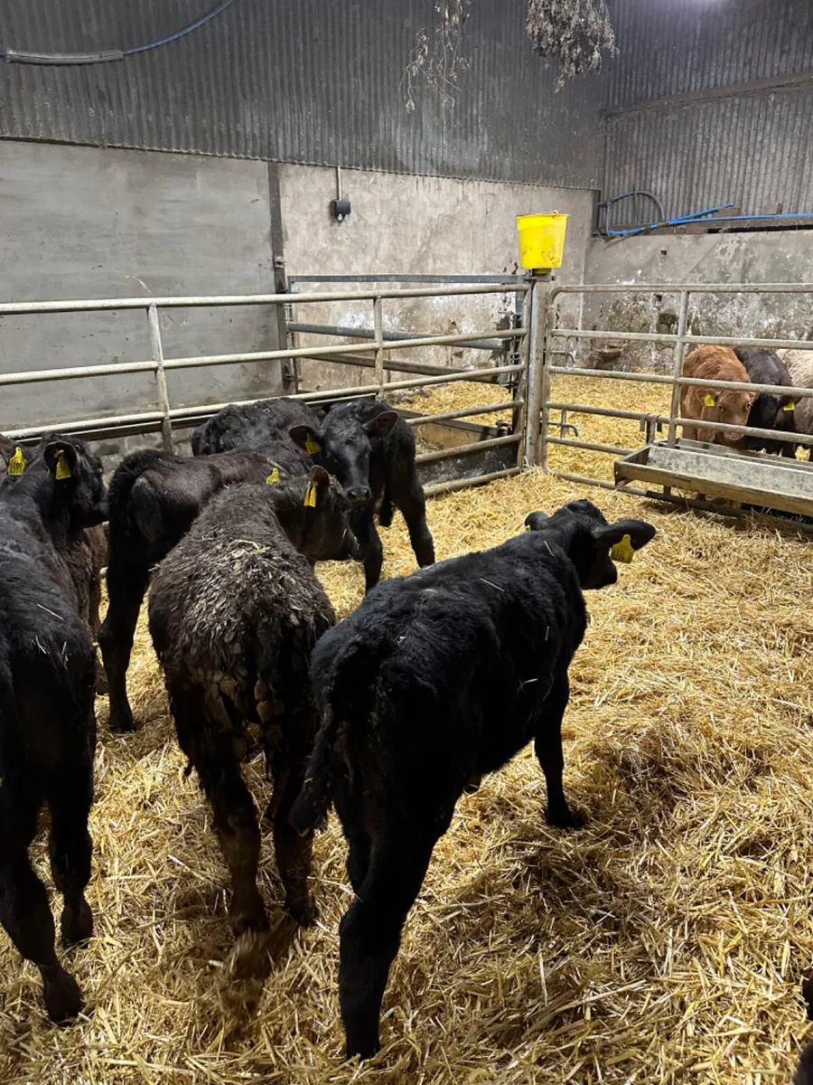 Reared heifers - Image 2