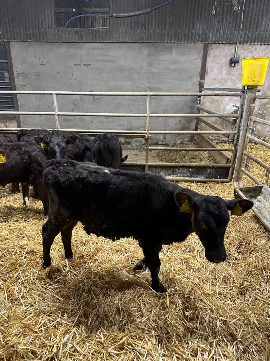 Reared heifers - Image 3