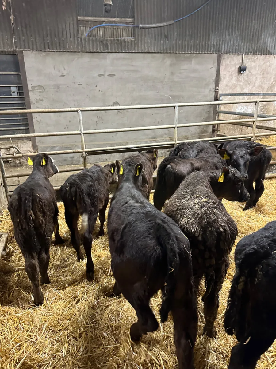 Reared heifers - Image 4