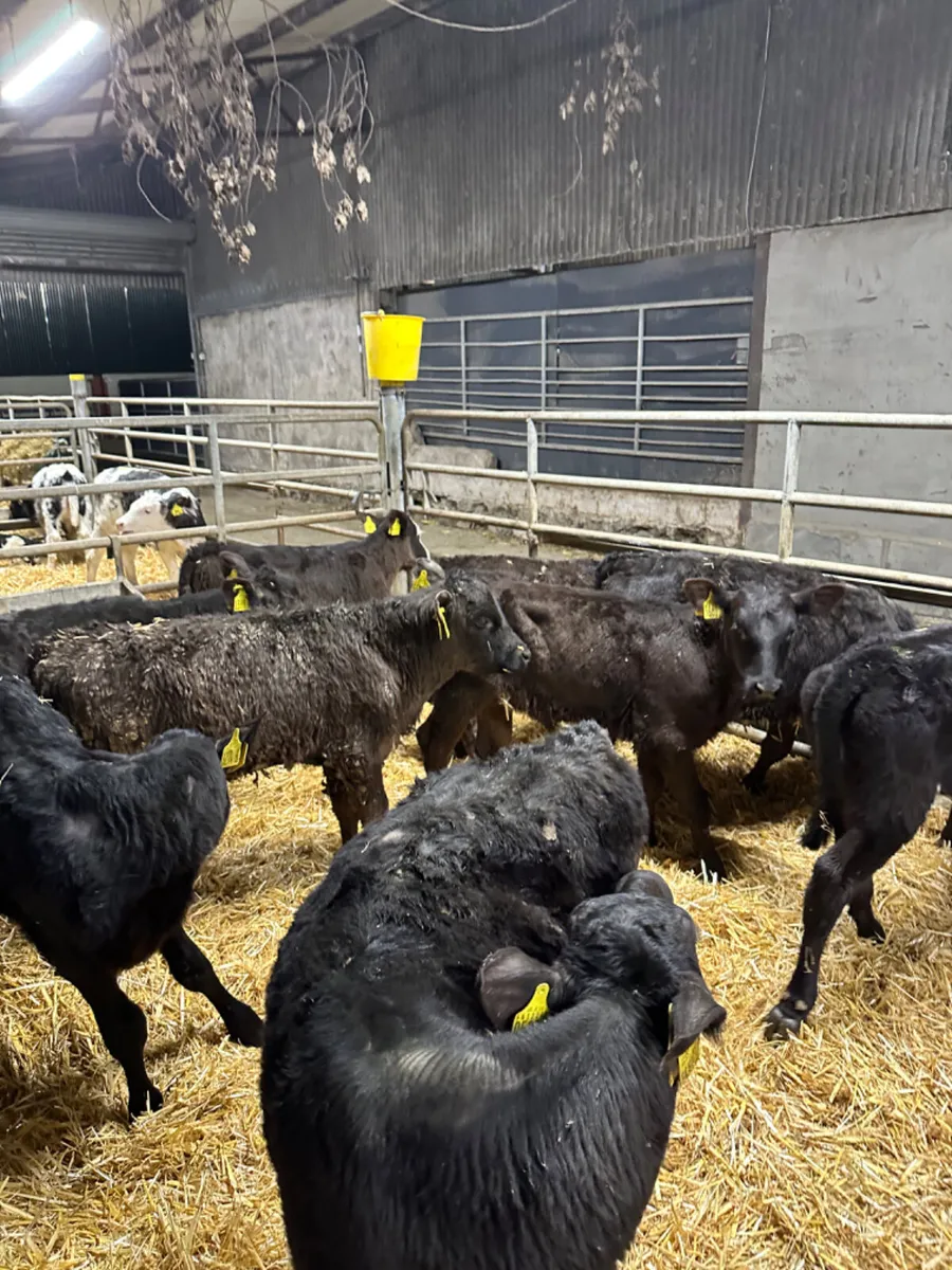 Reared heifers - Image 1