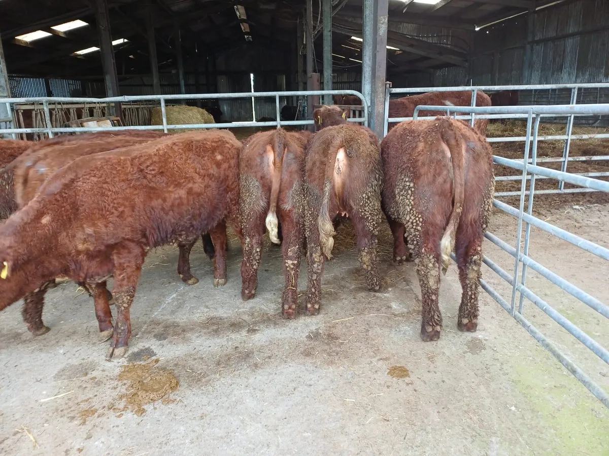Saler heifers in New Ross mart 21st of March - Image 1