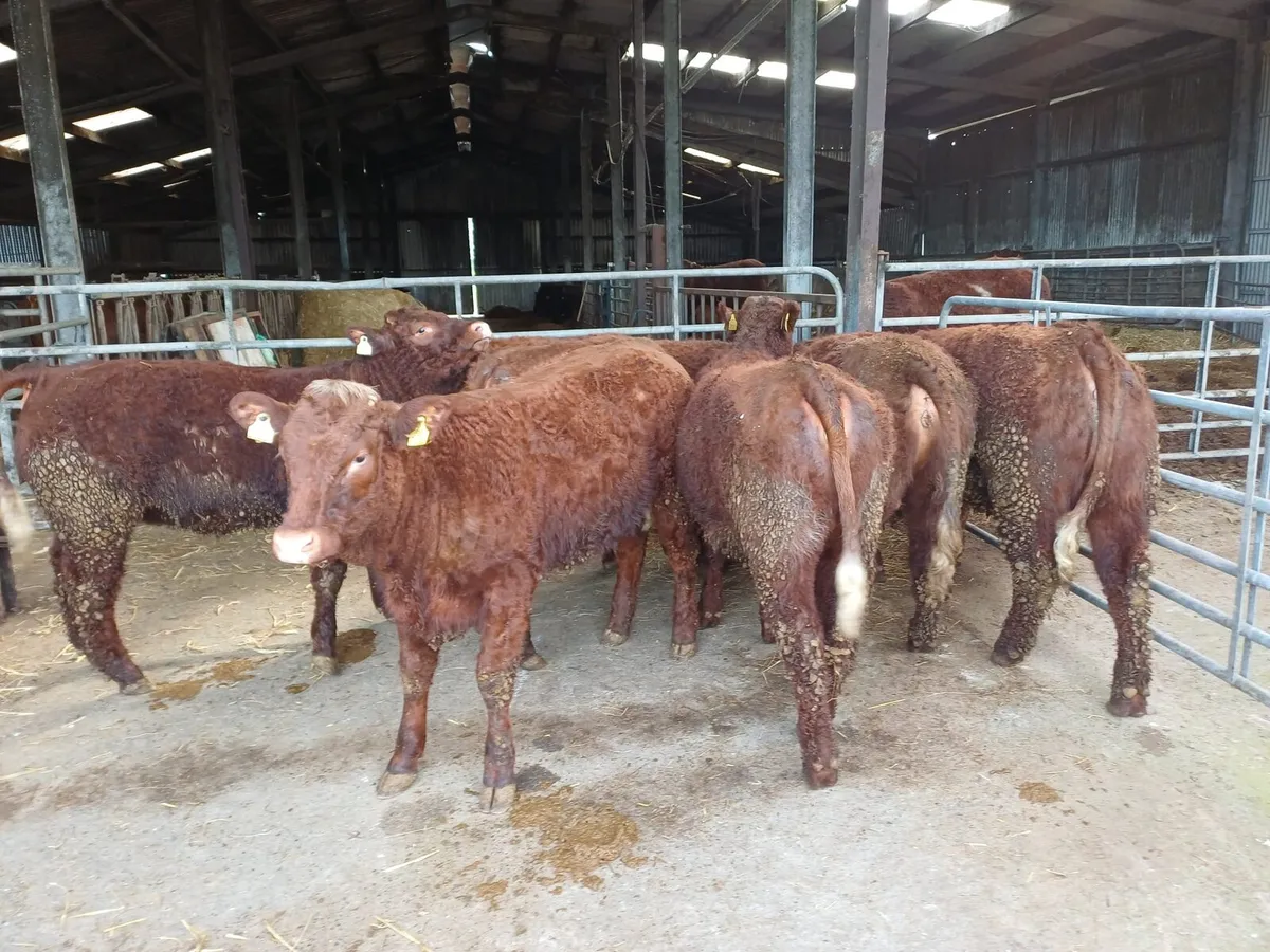 Saler heifers in New Ross mart 21st of March - Image 2