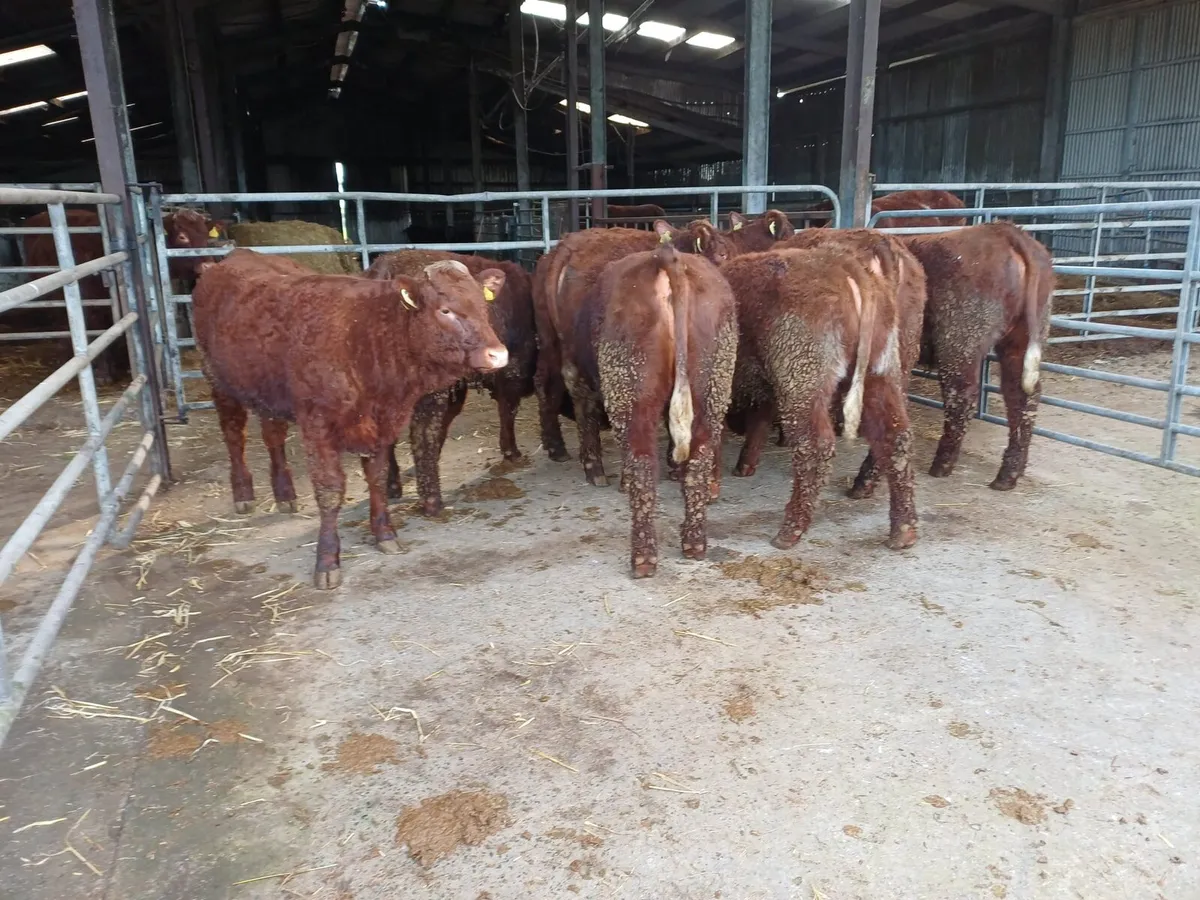 Saler heifers in New Ross mart 21st of March - Image 3